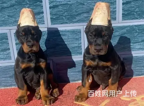 杜宾犬 杜宾 杜宾犬幼犬 黑色咖啡色德系美系包运输 - 图片 1