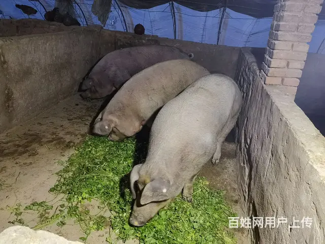 两年以上的笨猪 - 图片 1