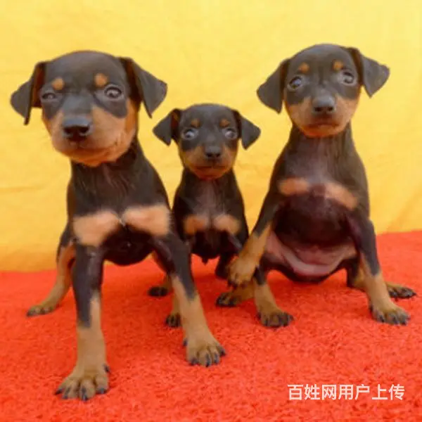 宿迁【十年老店】常年繁殖优质血统小鹿犬幼犬 - 图片 6