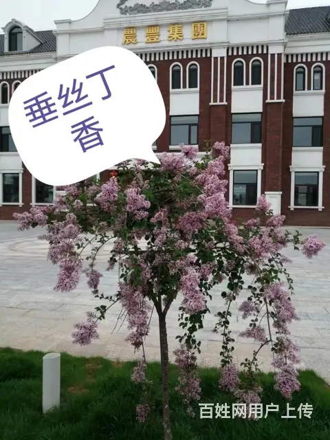 抚顺望花很棒的灌木 - 图片 1