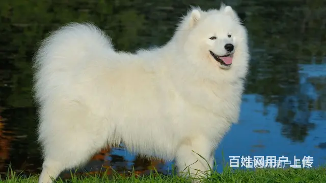 太原活体邮寄-宠物托运-门对门接送/安全高效今日推荐 - 图片 4