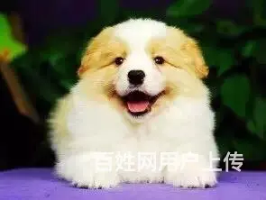 辽阳如何挑选纯种边牧，边牧靠谱商家 - 图片 4