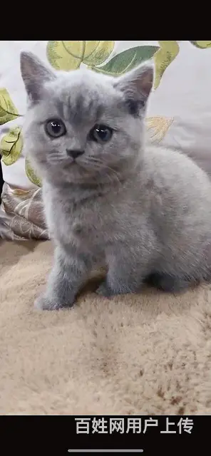 甜美度高的蓝猫 - 图片 4