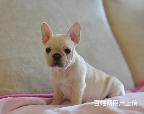 徐州哪里有基地直销高品质法国斗牛犬出售，公母均有多 - 图片 4