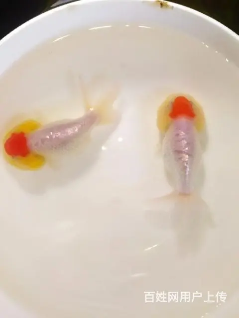 打包正顶红顶虎一对 - 图片 4