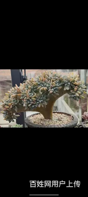 望可望之事，待可待之人 - 图片 3