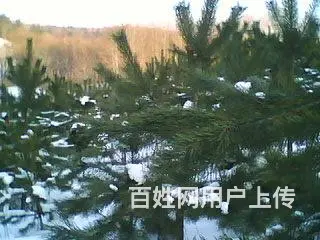 转让造林地 - 图片 6