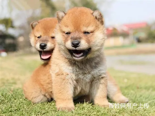 纯种日本小柴犬 黑色 赤色 健康品质保证 - 图片 1