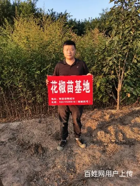 纯正韩城大红袍花椒树苗价格 - 图片 4