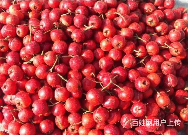 出售大量纯绿色山楂 - 图片 1