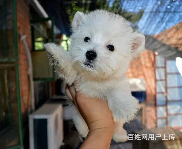 巢湖纯种西高地犬舍，西高地多少钱一只 - 图片 2