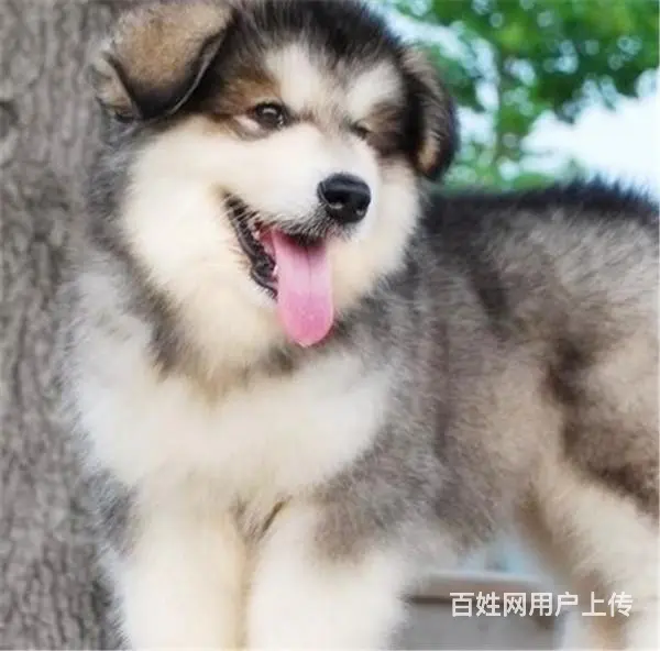 吕梁上哪可以看到阿拉斯加犬舍，阿拉斯加犬舍地址位置 - 图片 11