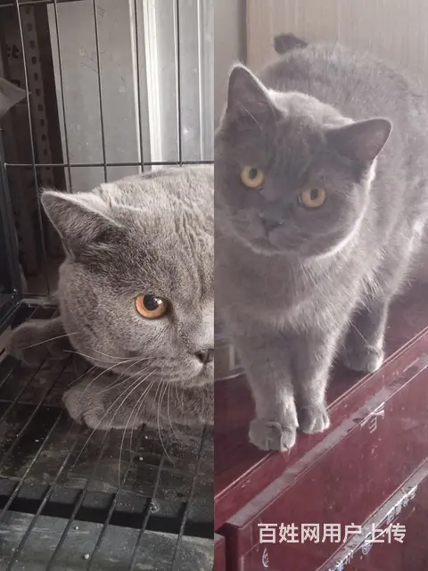 自家蓝猫欲出售 - 图片 1