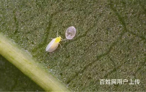 白粉虱防治方案抗性白粉虱解决方案杀虫杀卵 - 图片 1
