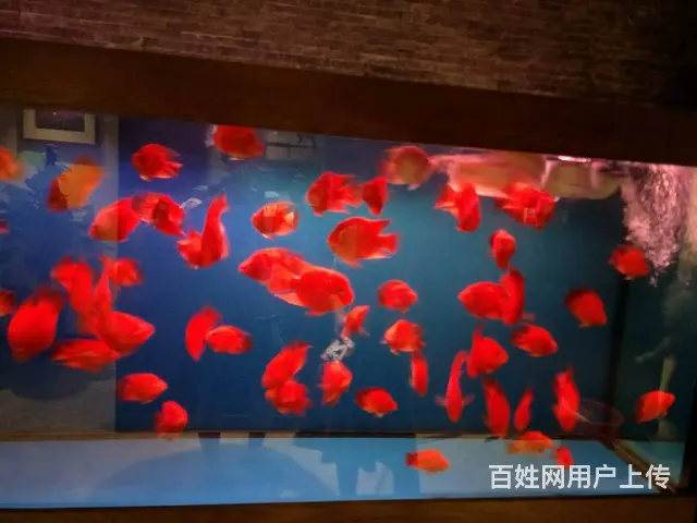 专业养护公司，家庭，大型工程鱼缸，兼卖鱼缸 - 图片 7