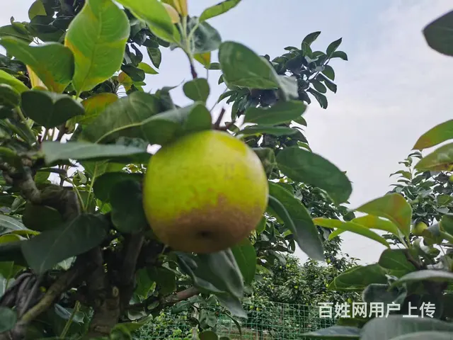 树山翠冠梨 火热预定中 - 图片 4