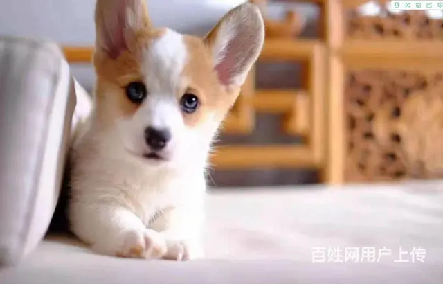 双血统柯基幼犬现货可挑柯基价格柯基犬好不好养图片 - 图片 10