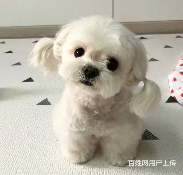 广州马尔济斯犬一只多少钱 实体犬舍 自家繁殖保健康 - 图片 10