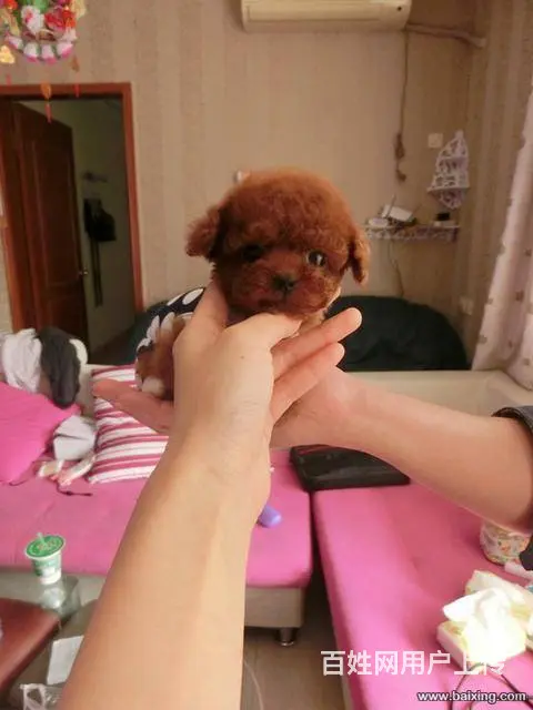 韩版茶杯泰迪熊幼犬出售 保纯保质保健康 可送货 - 图片 5