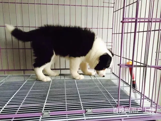宿迁血统边牧哪里有卖，血统边牧一般多少钱 - 图片 2