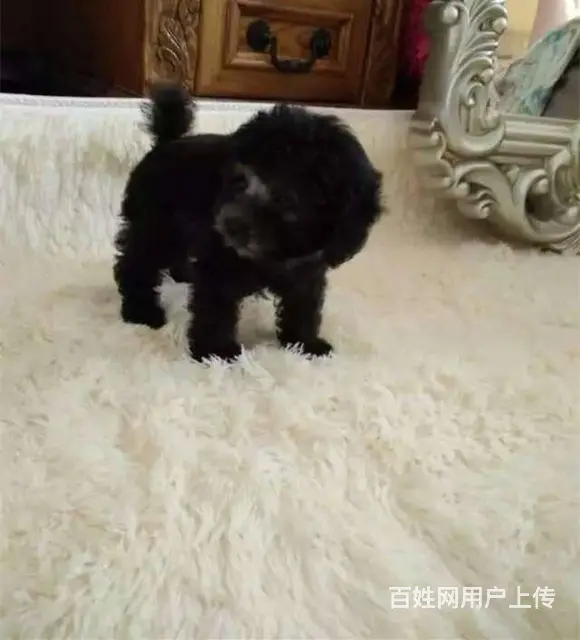 泰迪犬 纯种茶杯犬 价格优廉 品相俱佳 - 图片 4