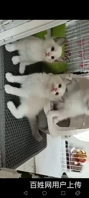 布偶猫找新家 - 图片 2