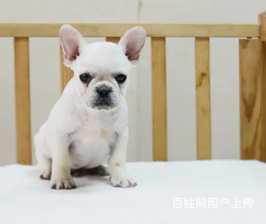 纯种法国斗牛犬幼犬、CKU认证犬舍、签协议可送货 - 图片 4