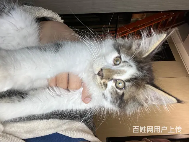 缅因猫1500带走标价就是售价（不议价）！自己家里 - 图片 4