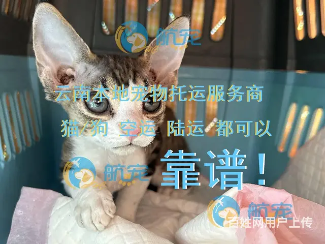 不是中间商！昆明寻甸县宠物托运全国服务人宠同行 - 图片 3
