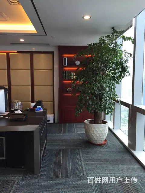 广州花草绿植租摆天河l办公室植物花卉租赁！ - 图片 2