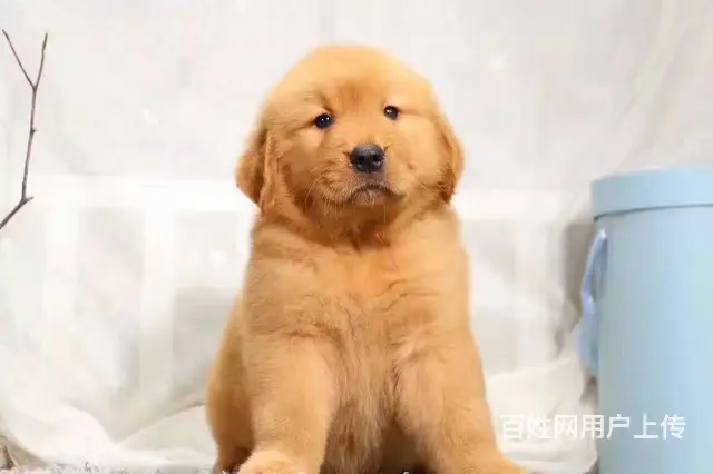 纯种金毛出售 疫苗驱虫齐全带证书 品质健康有保障晒 - 图片 5