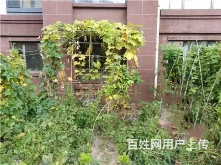 丰满苏宁绿谷庄园132平住宅出售 - 图片 6
