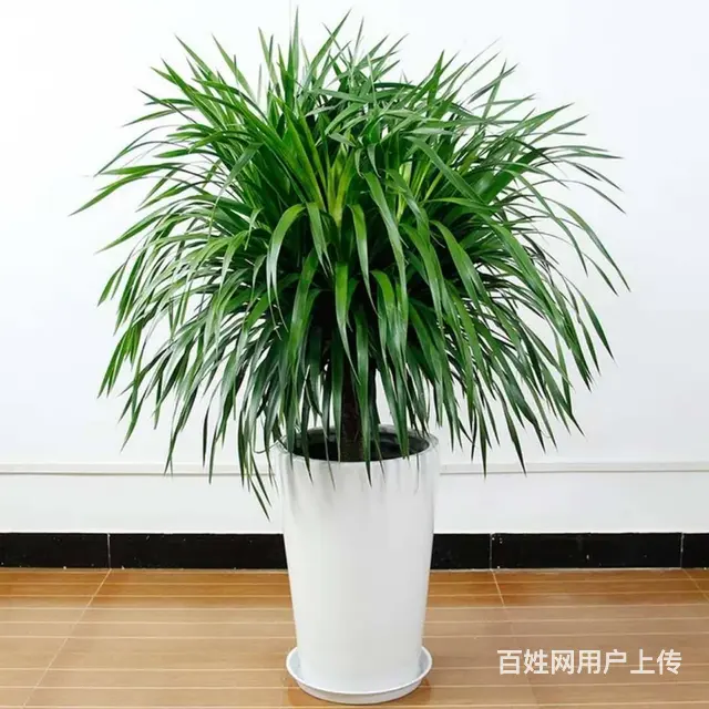 昆山绿植花卉盆景租摆租赁 - 图片 5