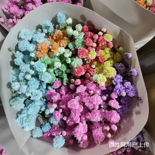 云南昆明斗南鲜花绿植盆栽基地批发一件代发 - 图片 2