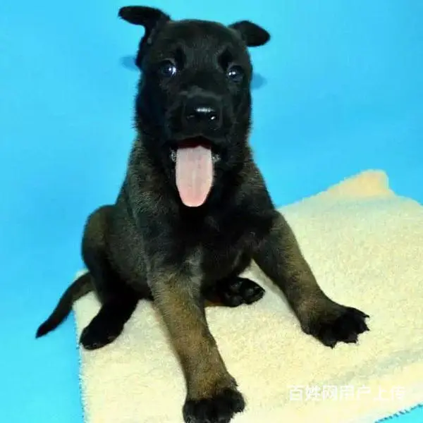 中卫上哪可以看到马犬犬舍，马犬犬舍地址位置 - 图片 3