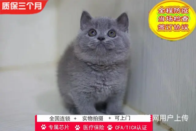 哪里有英短蓝猫卖的 蓝猫怎么养 英短蓝猫多少钱 - 图片 5
