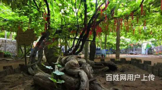 秦皇岛正式的昌黎葡萄沟民宿  微信号多少 - 图片 8