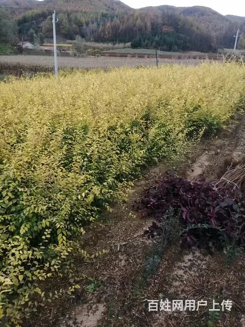 出售绿离墙苗，金忍冬，榆，红叶李，黄洋，丁香，柏树 - 图片 7