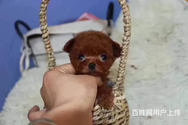灰色泰迪 茶杯玩具泰迪犬可爱至极购买签协议 - 图片 4