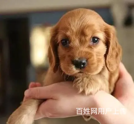 纯种可卡幼犬出售 驱虫疫苗已做好 全国送货上门 - 图片 1