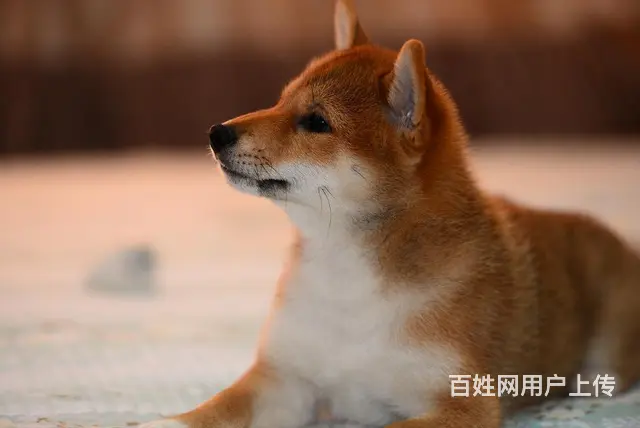 甘南哪里有高品质纯种柴犬幼犬出售 自家犬舍繁育 购 - 图片 5