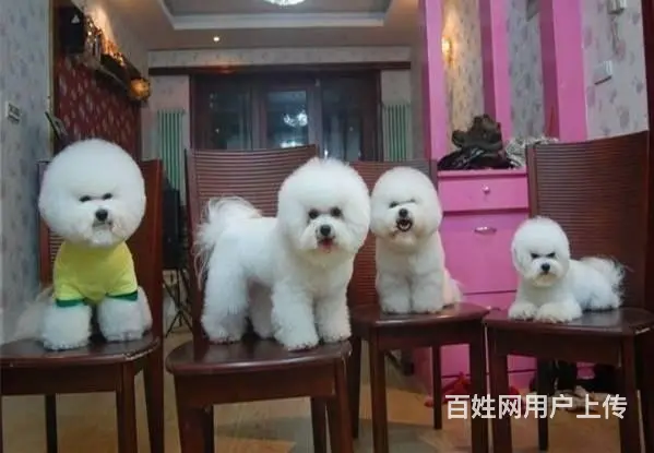 纯种比熊犬幼犬出售 高颜值多只可选 赛级品质 - 图片 6