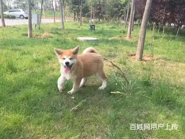 长春【十年老店】常年繁殖优质血统秋田幼犬 - 图片 12