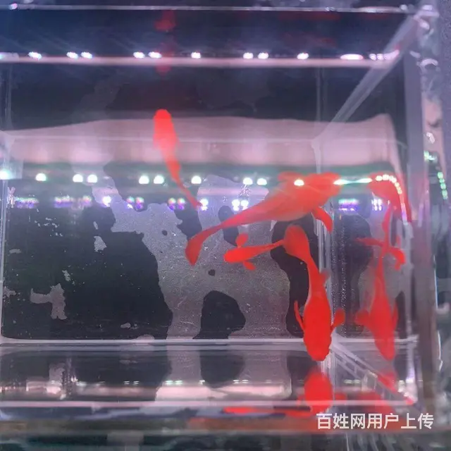 鸿运当头双分水孔雀鱼低价出售10元 - 图片 1