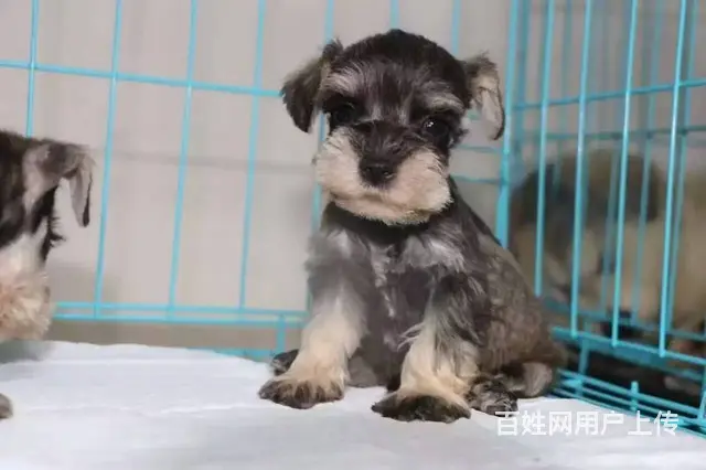 专业出售极品 雪纳瑞幼犬期待您的咨询 - 图片 8