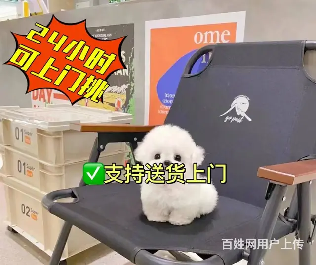 出售赛级双血统比熊犬  小型比熊幼犬双血统纯种 - 图片 2