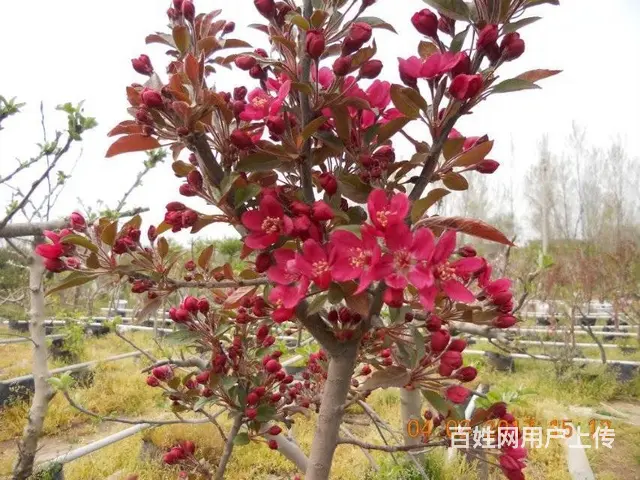 盆栽苹果批发零售 - 图片 6