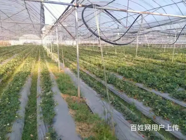 （51旺铺推荐）安宁温泉镇14亩富硒草莓园低价转让 - 图片 5