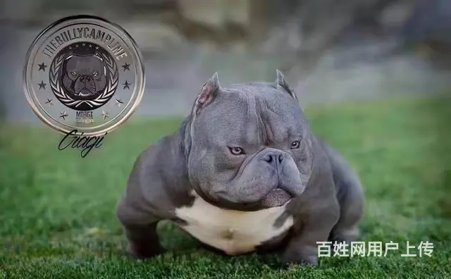 辽阳恶霸犬哪里有卖 恶霸犬舍在哪里 - 图片 3