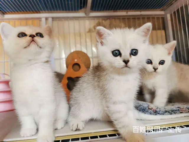 蓝猫矮脚，丁香矮脚 - 图片 3